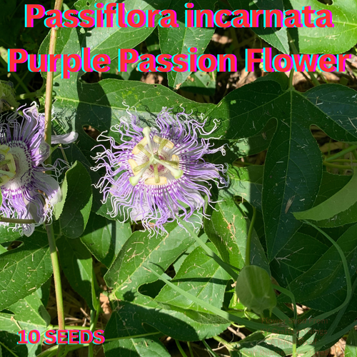 Passiflora Incarnata Maracuja Passion Fruit Vine Maypop - Foto 3