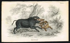 Wild Boar Antique Print – Jardine 1830s Engraving, European Boar with Young