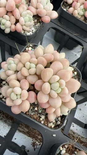 Graptoveria taro coco, Nice Succulent, 30/09/2025