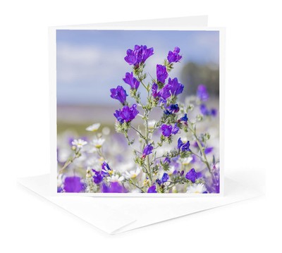 3dRose, Portugal, Evora. Field of white daisies and purple sage., Greeting Card