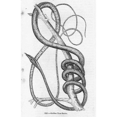 SCHLANGEN Goldene Baumschlange - Antikdruck 1856
