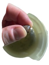  NEW ITEM - 10 BABY CLAMS Live Freshwater Clams: Perfect For Aquariums/Ponds