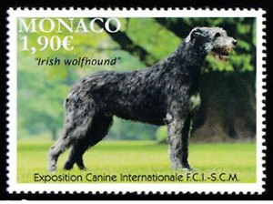 cane irish wolfhound