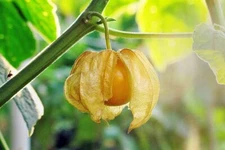 100+ Ground Cherry Seeds (Physalis Ixocarpa) Pineapple Cape, Gooseberry Heirloom