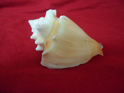 CONCH SHELL COBO Sea Shell Decor Beach RELIGION YORUBA IFA | eBay