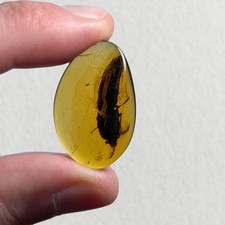 HUGE Beetle in Burmese / Burmite amber fossil / 100% genuine amber