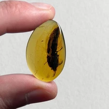 HUGE Beetle in Burmese / Burmite amber fossil / 100% genuine amber