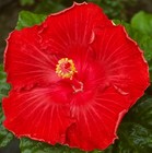 IN THE RED Tropical Hibiscus -- Plant in 4.5" pot — photo 1