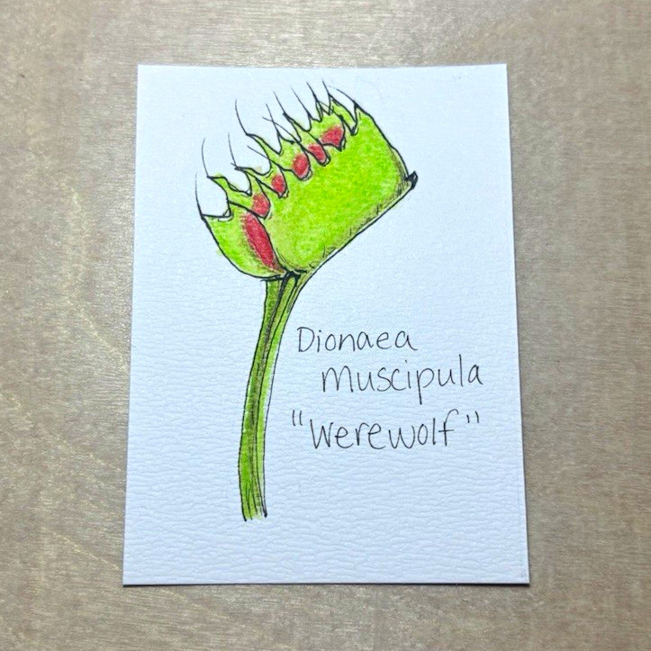 Original ACEO: Carnivorous Plant- Venus Flytrap Botanical painting