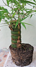 Buddha Belly Bamboo Thick trunk Bambusa ventricosa Exotic Tropical Bonsai Plant