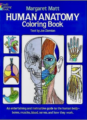 Human Anatomy : An Entertaining and Instructive Guide to the Human Body - Bones,