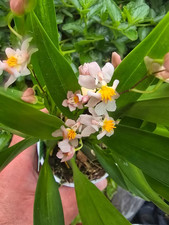 Rare Oncidium Twinkle Pink orchid plant  FS  not in bloom