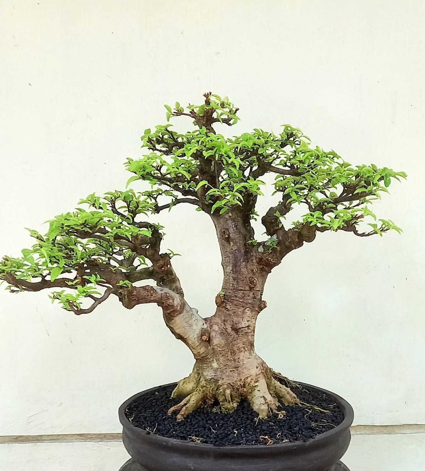 Old Bonsai Wrightia Religiosa Water Jasmine Tree Actual Plant