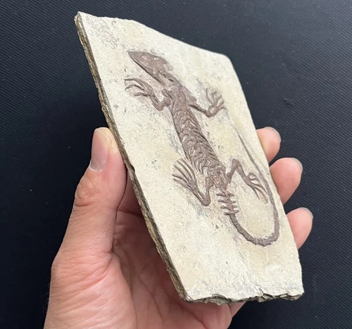 Chinese Real Monjurosuchus Choristodera Fossil Rare Collection Exotic and rare - Picture 4 of 6