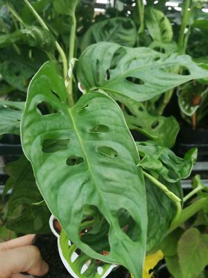 Monstera obliqua Monkey Leaf - MONSTERA MONKEY MASK - Fensterblatt -  Affenmaske | eBay.de