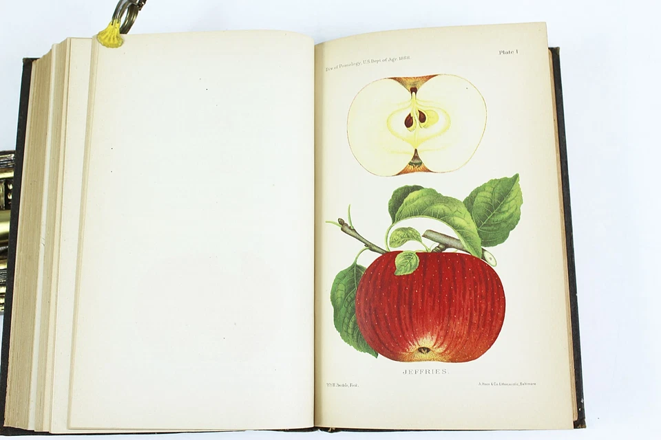 1888 DEPARTMENT OF AGRICULTURE Report Color & B/W Plates and Maps Diseases Fruit - Image 3 of 4