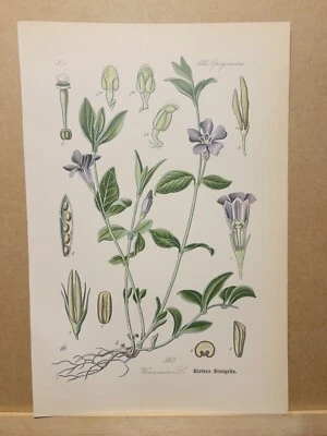 1886 ANTIK LITHOGRAPHIE ILLUSTRATION BOTANIK BLUME FLORA NATURE DECOR BILDER RAR - Bild 1 von 2