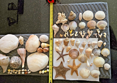 Sea Shell Collection Lot90 Mixed Specimens Starfish-Sand-Dollars-Coral-Shark eye