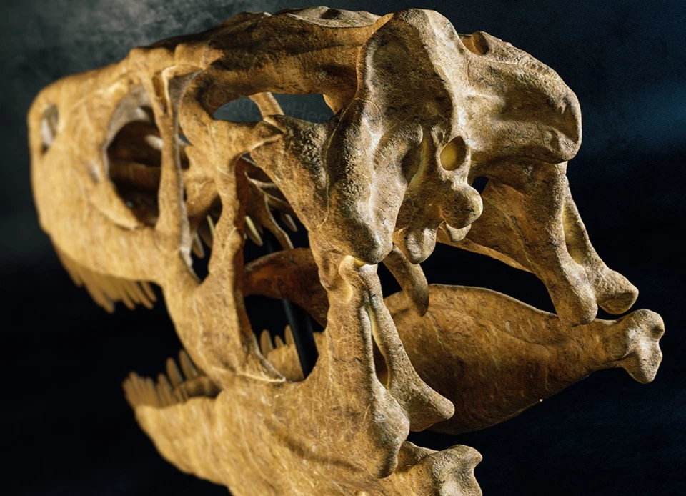 Impreso en 3D Utahraptor dinosaurio calavera cabeza cráneo modelo dinosaurio 1:1 Foto 4 de 4