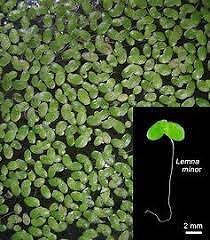 Buy Duckweed Plant Online | Water Plant for Home Aquarium