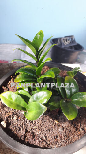 1 PLANT DWARF ZAMIOCULCAS ZAMIFOLIA ZANZIBAR GEM ZZ PLANT EMERALD PALM RARE - Picture 3 of 6