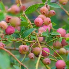 10 Blueberry Pink Lemonade -  Vaccinium Rabbiteye -  Starter Plug