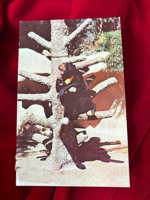 Sun Bear San Diego Zoo California Licking Self Grooming Postcard Unposted