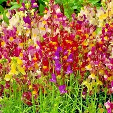 2001+DWARF SNAPDRAGON Mix Flower Seeds Toadflax Wildflower Garden Container Easy