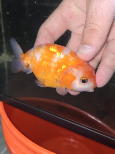 Red & White Pearl Ranchu Goldfish 4 Inches | eBay