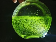 Wolffia Globosa, Worlds smallest flowering Floating plant, Micro Aquarium. Easy