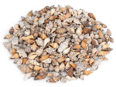 NaDeco Canarium urceus, 0,5kg | Schnecken zum Basteln | Muscheln und Schnecken 