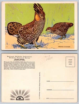 1939 National Wildlife Federation Prairie Chicken Bird Wildlife Art Postcard