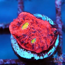 WWC Flamethrower Chalice - NOT WYSIWG | Live LPS Coral | Aquacultured