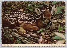 Cades Cove Fawn David Condon Photo Great Smoky Mountains Nature Animal Postcard