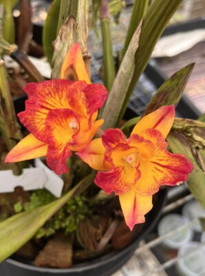 Pot. Demi Diva  Happy Face  5  Pot Rooted Division