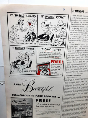 1955 Vintage Sir Walter Raleigh Tobacco Ad Comic Style Pipe Smoking Print