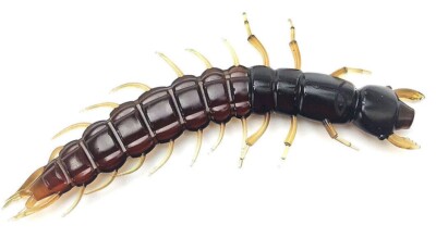 Tackle Max Hellgrammite Fishing Lure 3.7'', soft bait, realistic lure, 8pk