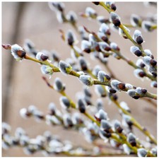 20 Goat Willow - Salix Caprea 2-3ft The Great Sallow
