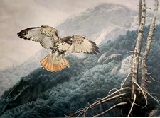 Charles Frace Lofty View Red-Tailed Hawk 1668/2500