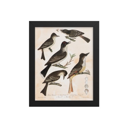 Poster Vintage 36x24 – Oiseaux Des États Américains – State Birds Of The US