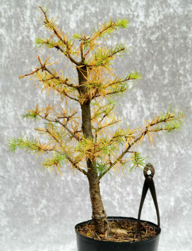 Weeping tea tree! RARE! Hardy!!! Ideal indoor or outdoor bonsai! Fresh  seeds! | eBay