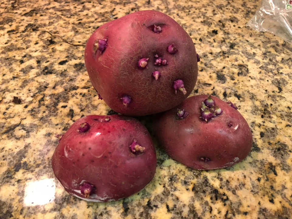 Simply Seed™ - 5 磅 - 红诺兰土豆籽 - 非转基因 - 自然生长 - Ord — 第 2/4 张图片