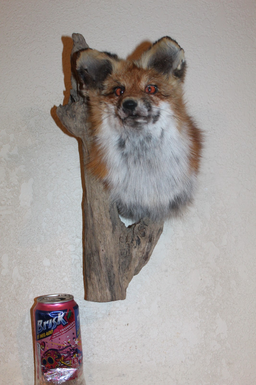 New Fox Head Mount Taxidermy Whitetail Deer Antler Mule Wolf Hunt