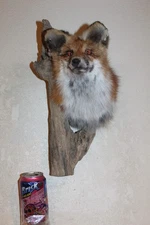 New Fox Head Mount Taxidermy Whitetail Deer Antler Mule Wolf Hunt