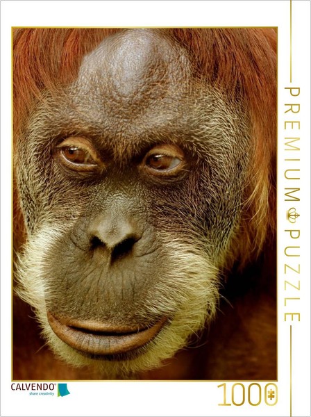 Calvendo Puzzle Portrait Of An Orangutan | 1000 Pieces, Finished Size 25.2 × 18.-image