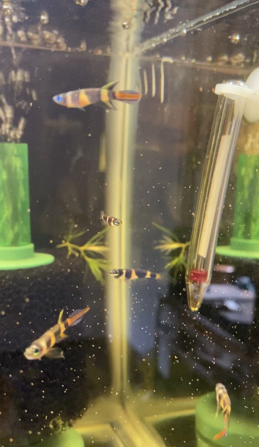 Killifish for sale >> killi.co.uk