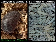 Giant Canyon Isopods, By Critters Direct
