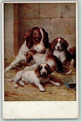 39282371 - Beagel Harrier Hunting Dog