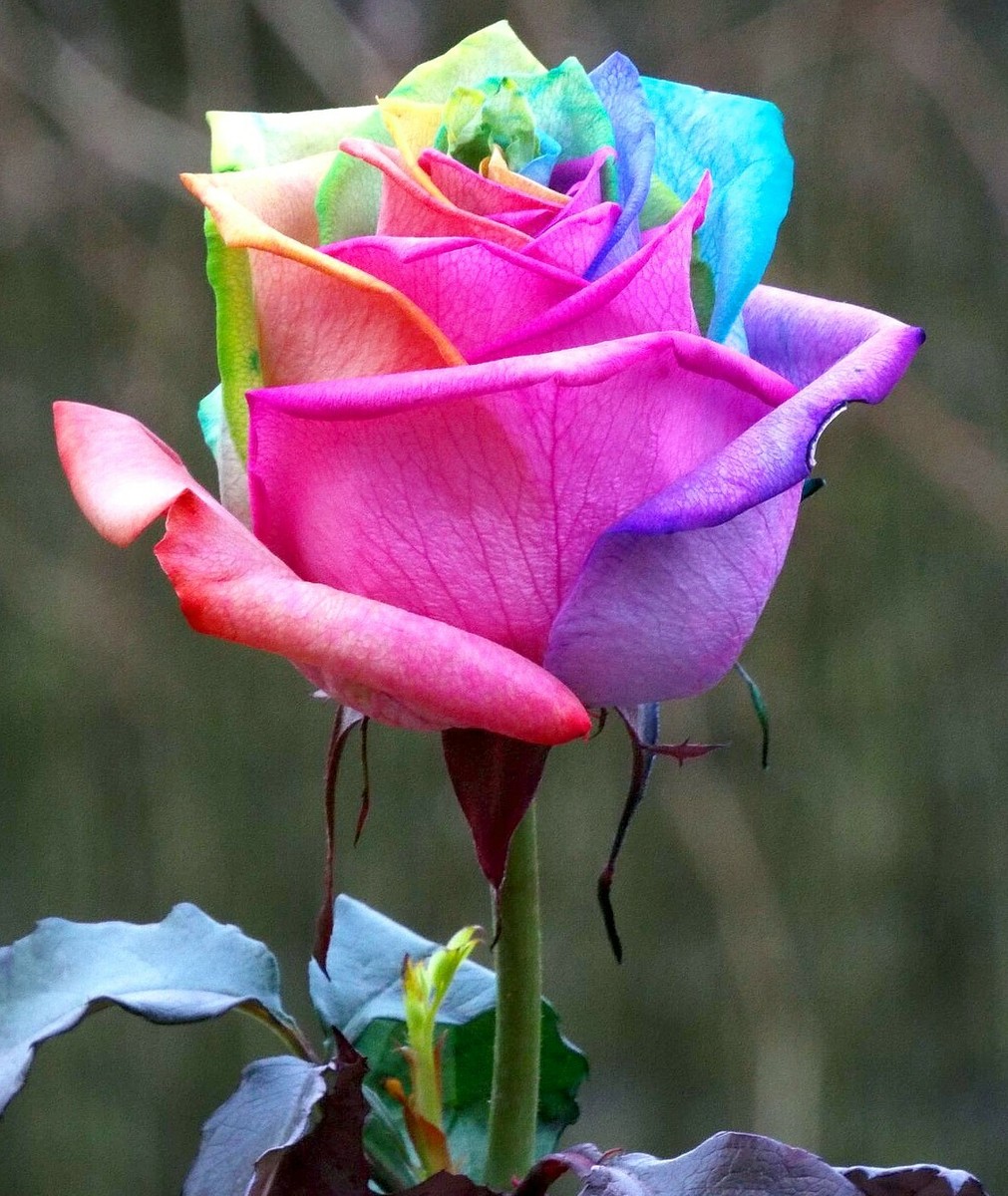 Roses Arc En Ciel 2023 New Rose Introductions American Rose Society — free download