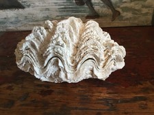 GROS  COQUILLAGE BENITIER BIVALVE 1 kg 350. Très Bon Etat